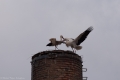 Storch 2009-002